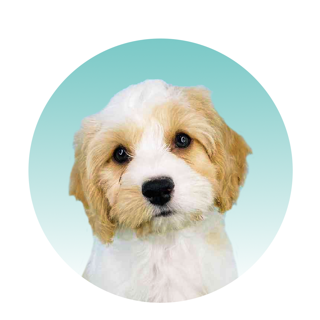 Cavachon – Leinstercanines