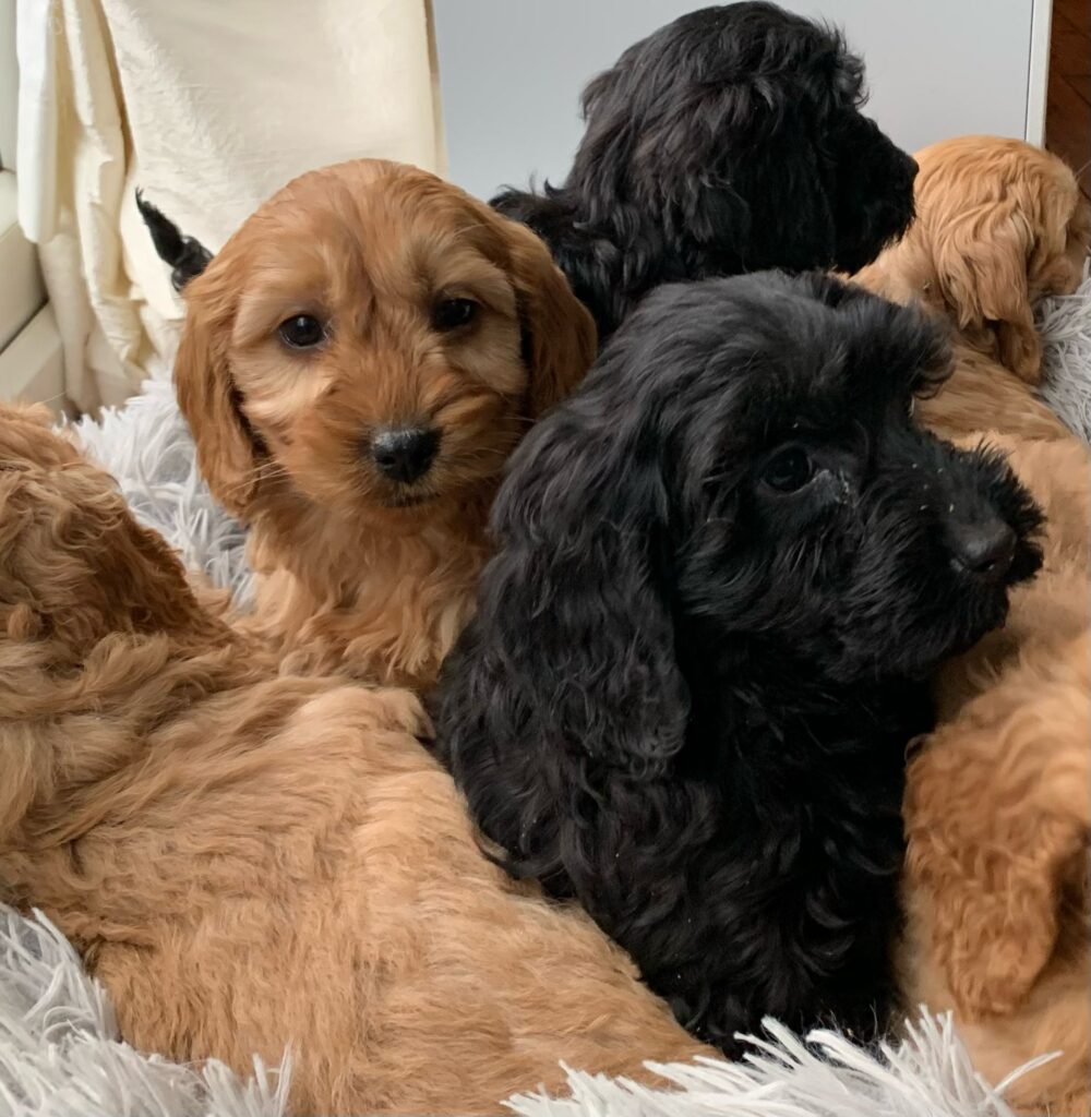 Rex Cockapoo Cockapoos – Leinstercanines